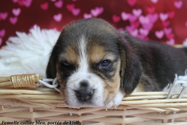 du clos du bonheur - Chiots disponibles - Beagle