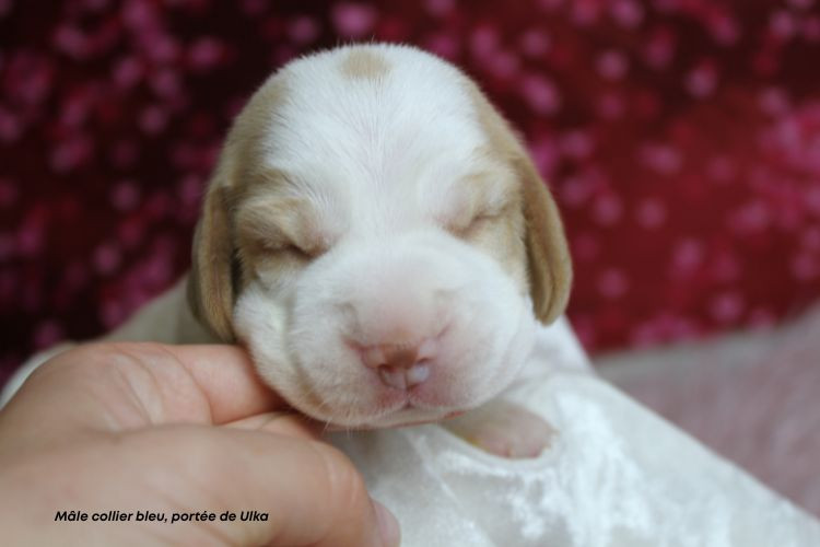 Chiot Beagle du clos du bonheur