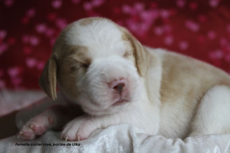 du clos du bonheur - Chiots disponibles - Beagle