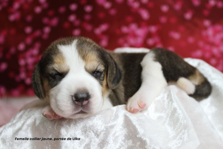 du clos du bonheur - Chiots disponibles - Beagle