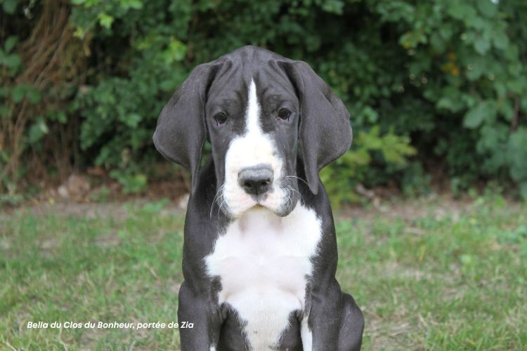 du clos du bonheur - Chiots disponibles - Dogue allemand