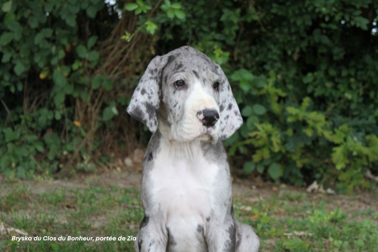 du clos du bonheur - Chiots disponibles - Dogue allemand
