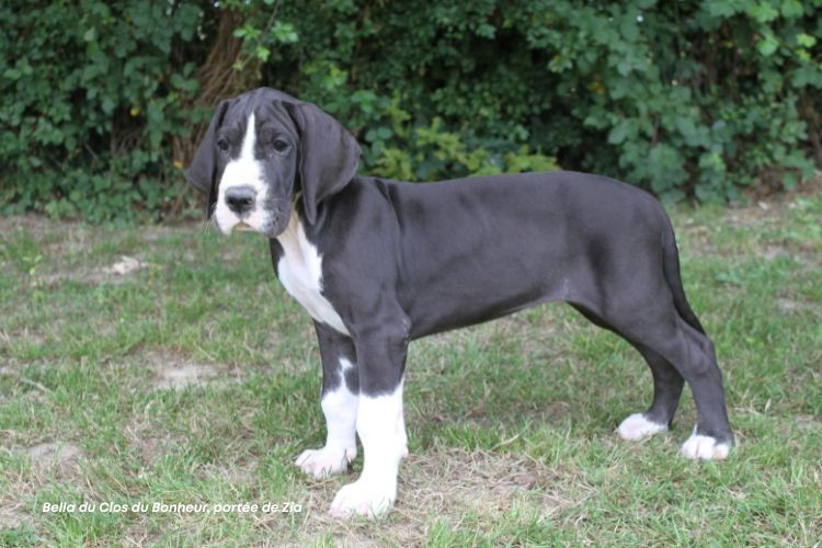 Chiot Dogue allemand du clos du bonheur