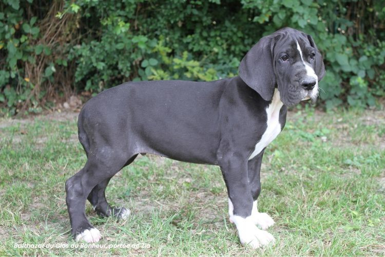 du clos du bonheur - Chiots disponibles - Dogue allemand