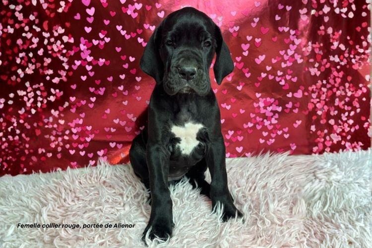 du clos du bonheur - Chiots disponibles - Dogue allemand