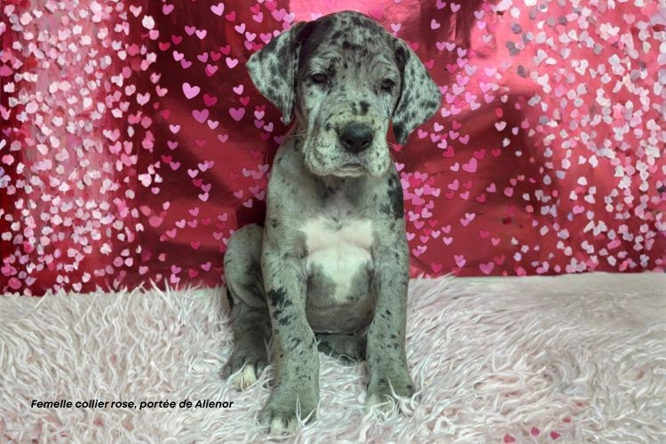 du clos du bonheur - Chiots disponibles - Dogue allemand