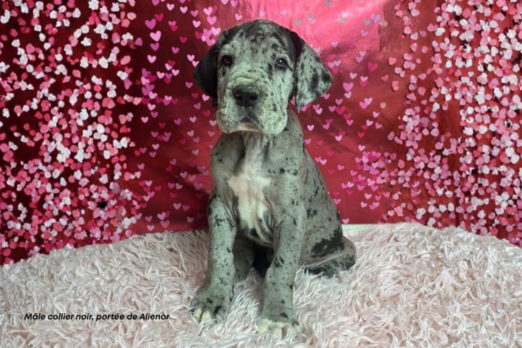 du clos du bonheur - Chiots disponibles - Dogue allemand