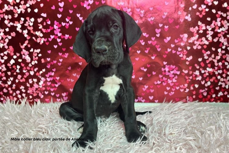 du clos du bonheur - Chiots disponibles - Dogue allemand