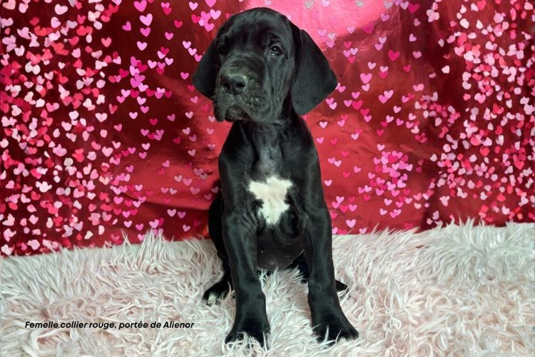 Chiot Dogue allemand du clos du bonheur