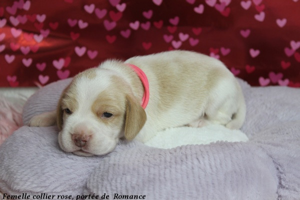 Chiot Beagle du clos du bonheur