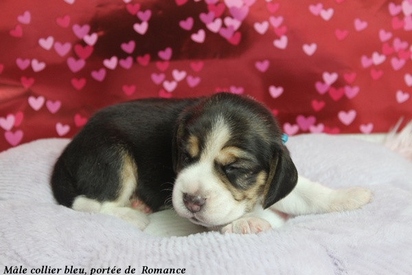 du clos du bonheur - Chiots disponibles - Beagle