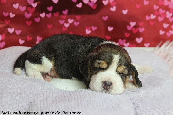 du clos du bonheur - Chiots disponibles - Beagle