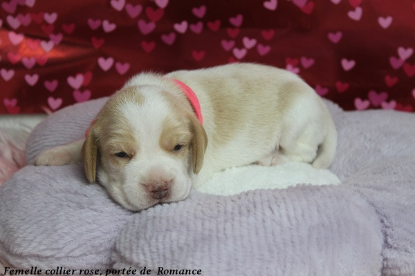 du clos du bonheur - Chiots disponibles - Beagle