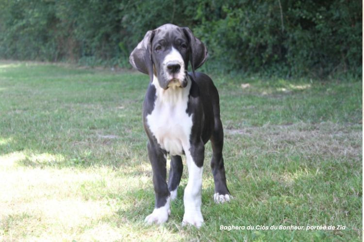 du clos du bonheur - Chiots disponibles - Dogue allemand