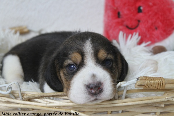 du clos du bonheur - Chiots disponibles - Beagle