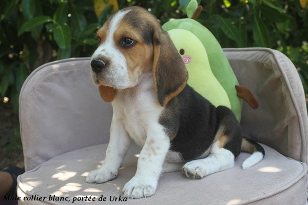Chiot Beagle du clos du bonheur