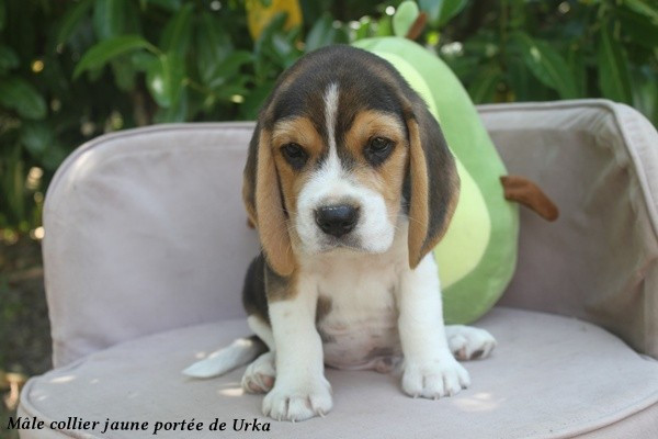 du clos du bonheur - Chiots disponibles - Beagle