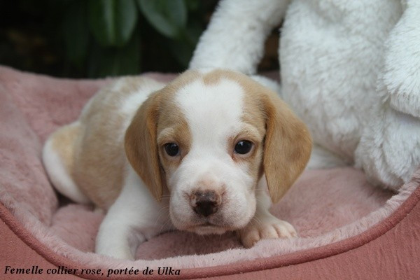 du clos du bonheur - Chiots disponibles - Beagle