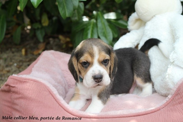 du clos du bonheur - Chiots disponibles - Beagle