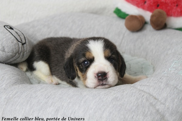 Chiot Beagle du clos du bonheur