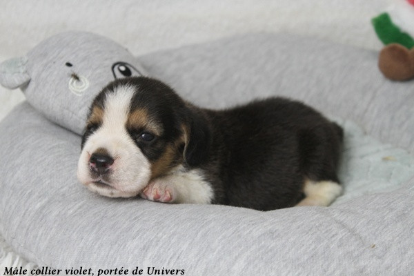 du clos du bonheur - Chiots disponibles - Beagle