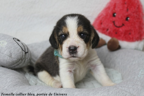 du clos du bonheur - Chiots disponibles - Beagle