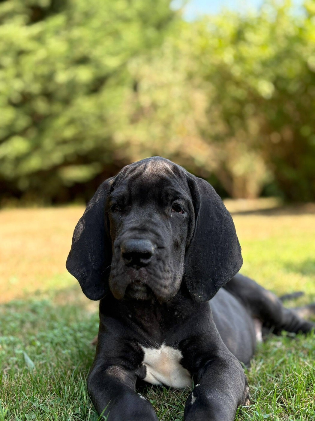 du clos du bonheur - Chiots disponibles - Dogue allemand
