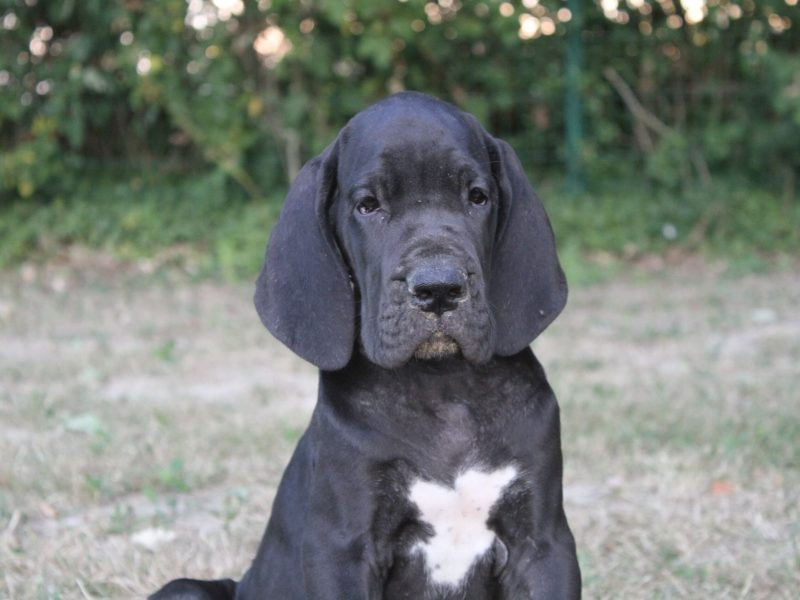 Chiot Dogue allemand du clos du bonheur