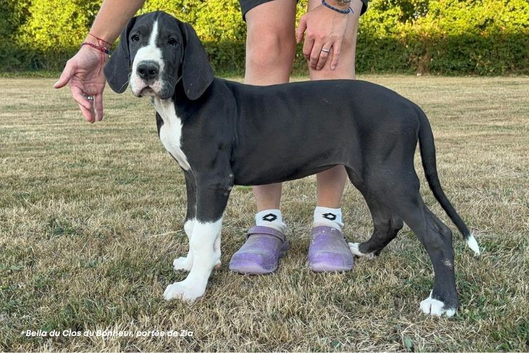 du clos du bonheur - Chiots disponibles - Dogue allemand