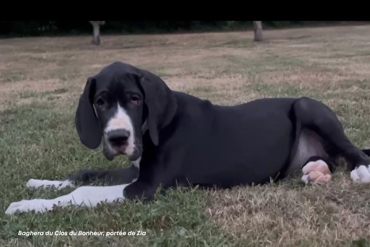 du clos du bonheur - Chiots disponibles - Dogue allemand