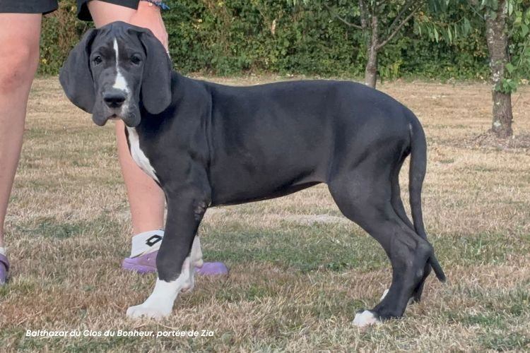 du clos du bonheur - Chiots disponibles - Dogue allemand