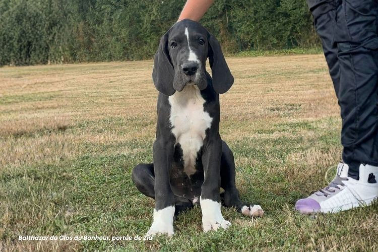 Chiot Dogue allemand du clos du bonheur