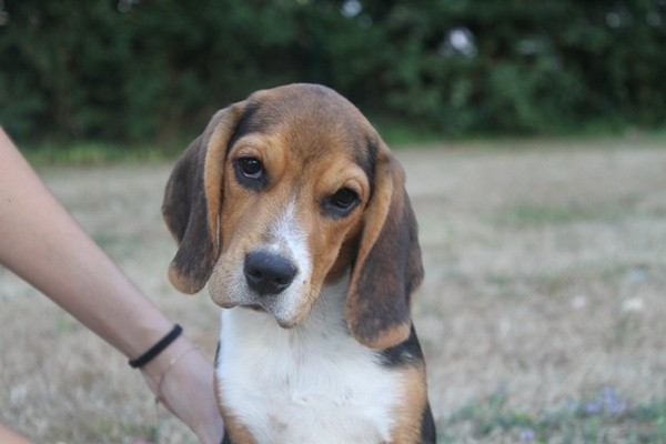 du clos du bonheur - Chiots disponibles - Beagle