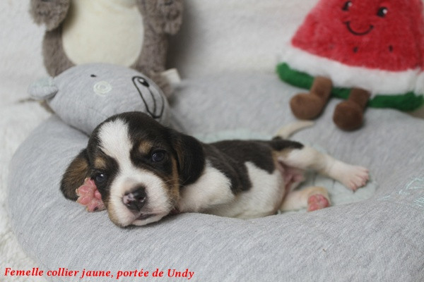 du clos du bonheur - Chiots disponibles - Beagle
