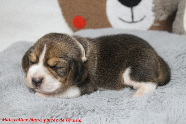 du clos du bonheur - Chiots disponibles - Beagle