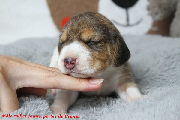 du clos du bonheur - Chiots disponibles - Beagle