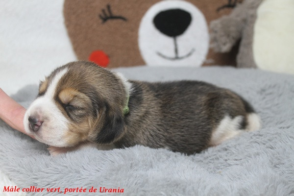 du clos du bonheur - Chiots disponibles - Beagle