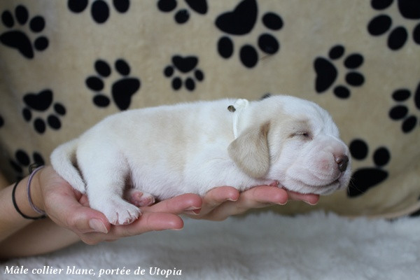 du clos du bonheur - Chiots disponibles - Beagle