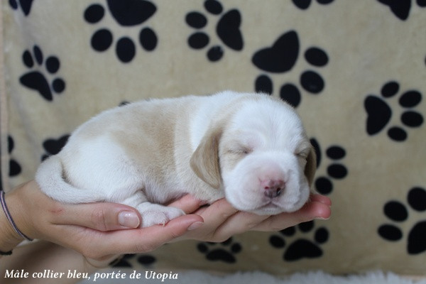 du clos du bonheur - Chiots disponibles - Beagle