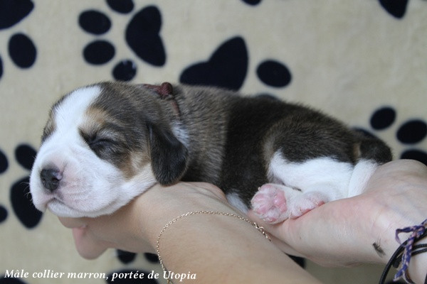 du clos du bonheur - Chiots disponibles - Beagle