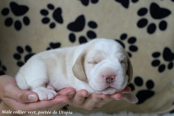 du clos du bonheur - Chiots disponibles - Beagle