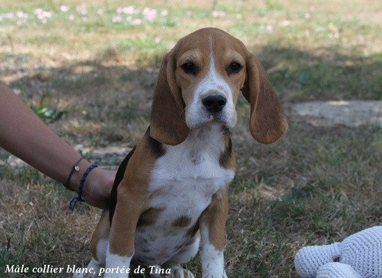 du clos du bonheur - Chiots disponibles - Beagle