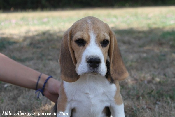 du clos du bonheur - Chiots disponibles - Beagle