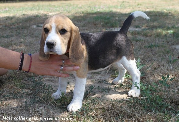du clos du bonheur - Beagle - Portée née le 11/04/2026