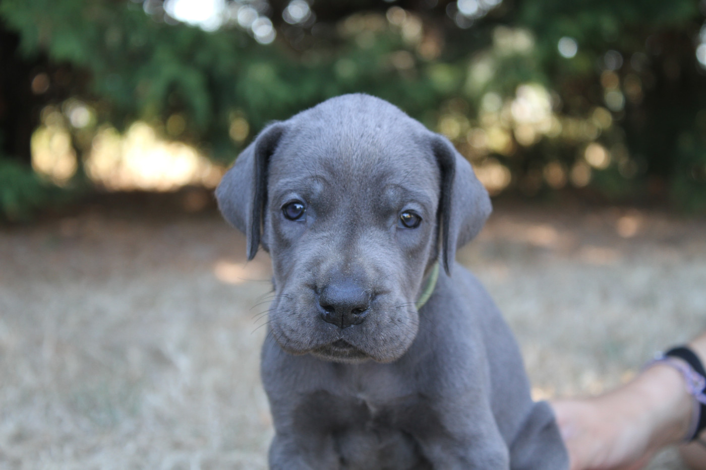 Chiot Dogue allemand du clos du bonheur
