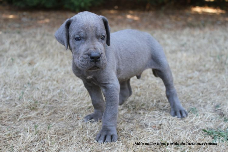 du clos du bonheur - Chiots disponibles - Dogue allemand