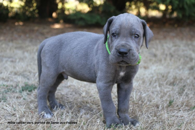 du clos du bonheur - Chiots disponibles - Dogue allemand