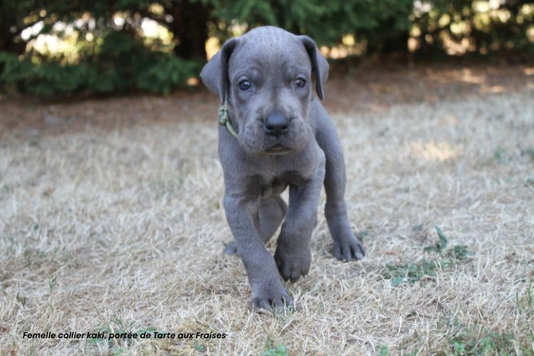 du clos du bonheur - Chiots disponibles - Dogue allemand