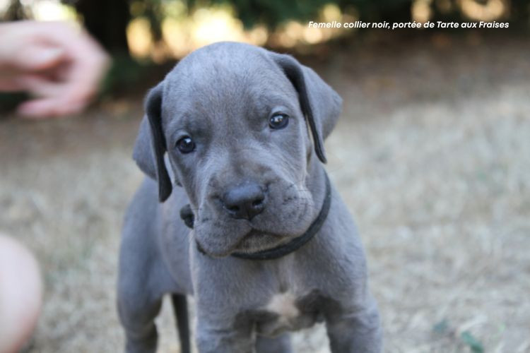 du clos du bonheur - Chiots disponibles - Dogue allemand