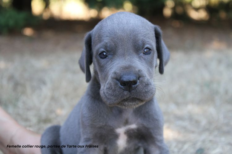 du clos du bonheur - Chiots disponibles - Dogue allemand